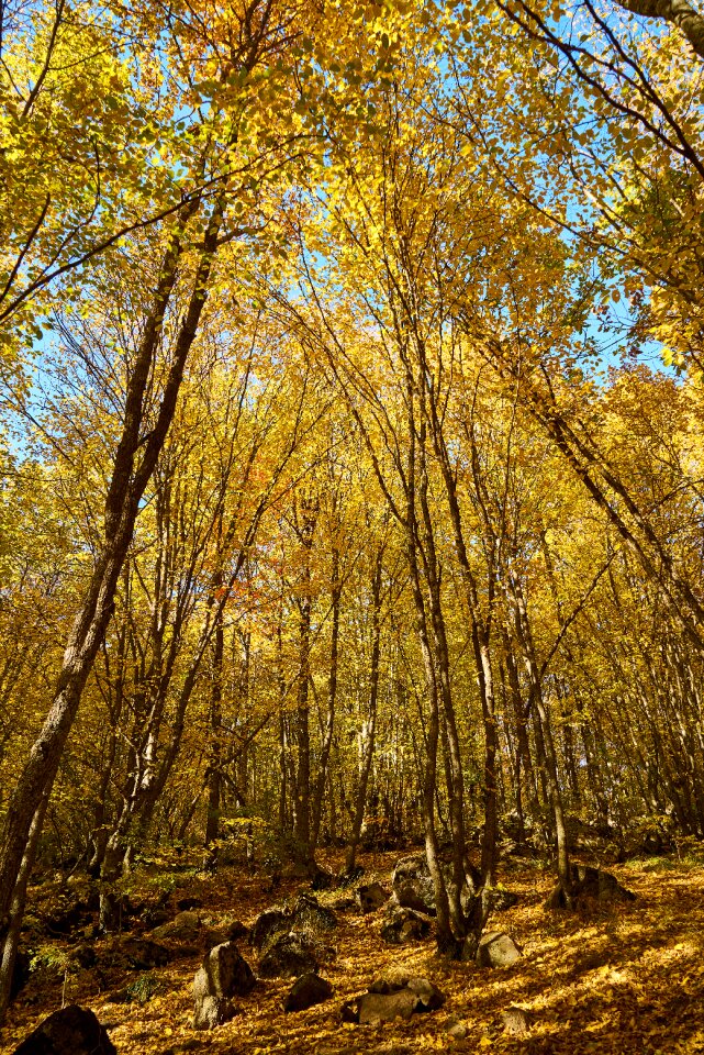 Plant nature autumn