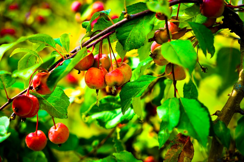 Fruit red plants gain