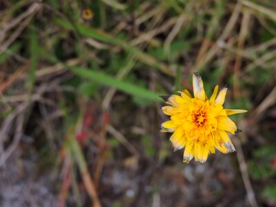 Yellow flower nature petals yellow