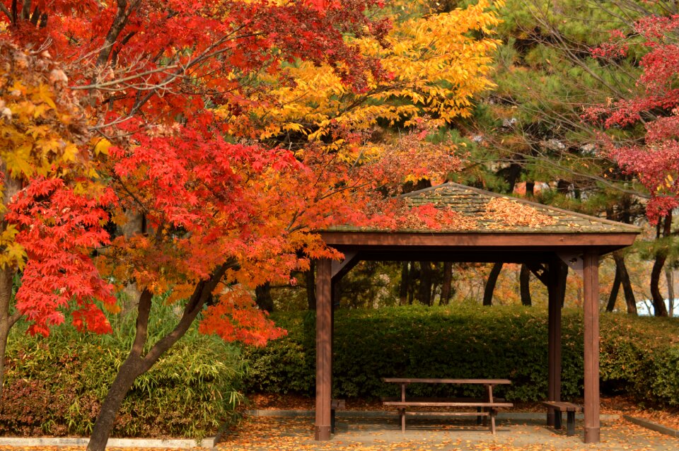 Autumn leaves wood autumn