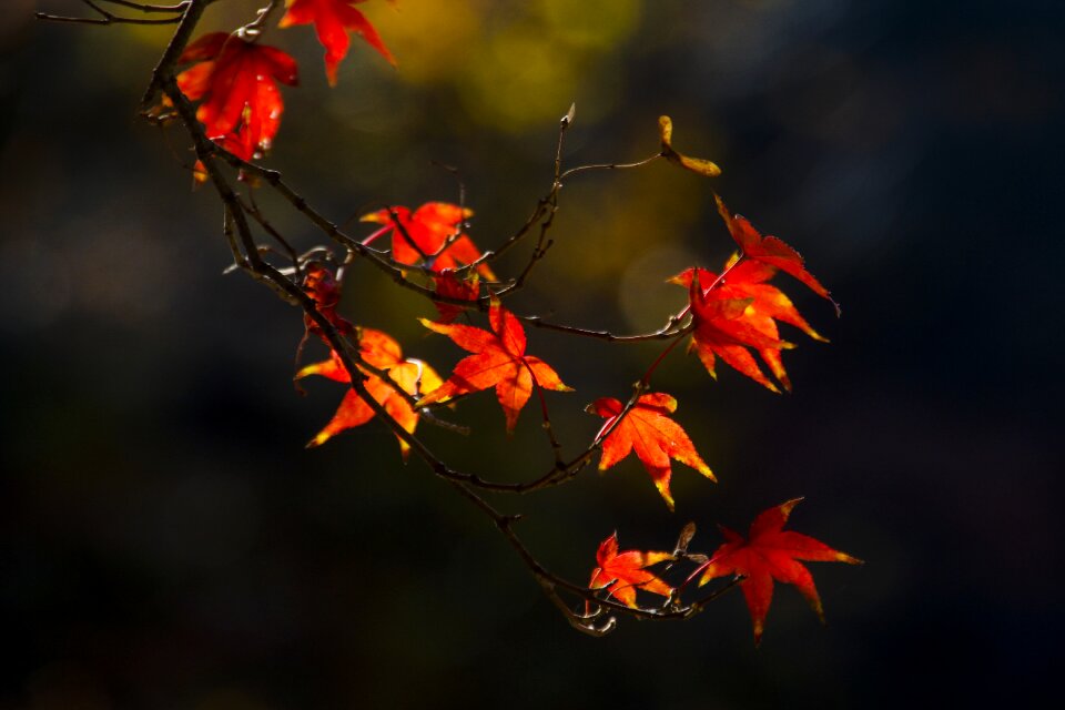 Autumn leaves autumn leaves