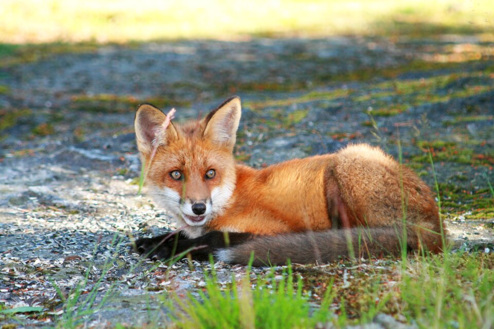 Reddish agile attention
