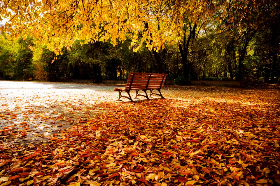 Autumn chair Free photos