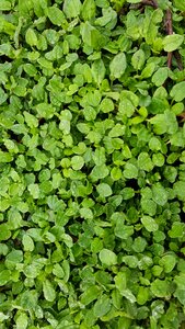 Plants green pool