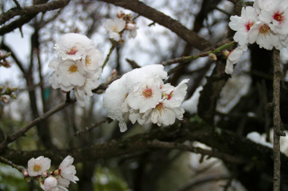 White almond tree nature february
