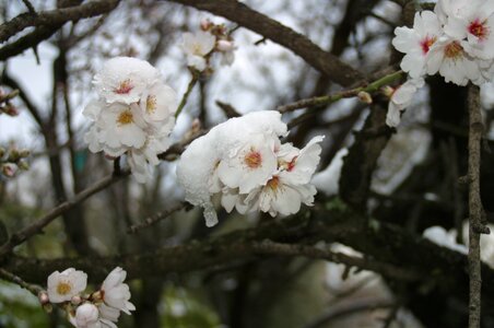 White almond tree nature february photo