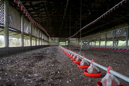 Industry chicken barn manure
