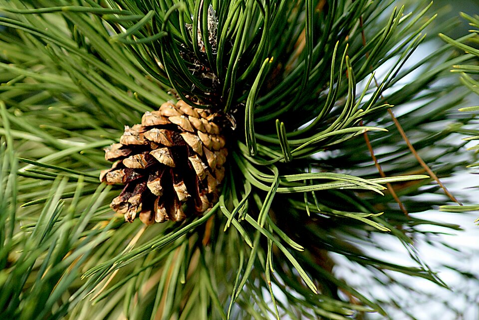 Coniferous pine needles iglak