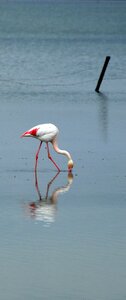 Camargue bird solitaire