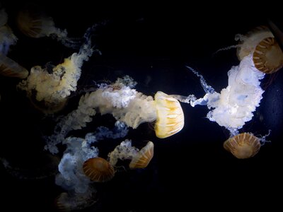Jellyfish aquarium kamo aquarium photo