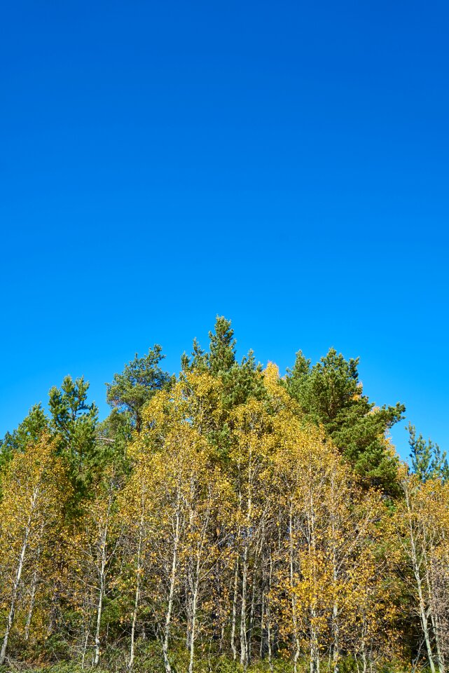 Nature beautiful background