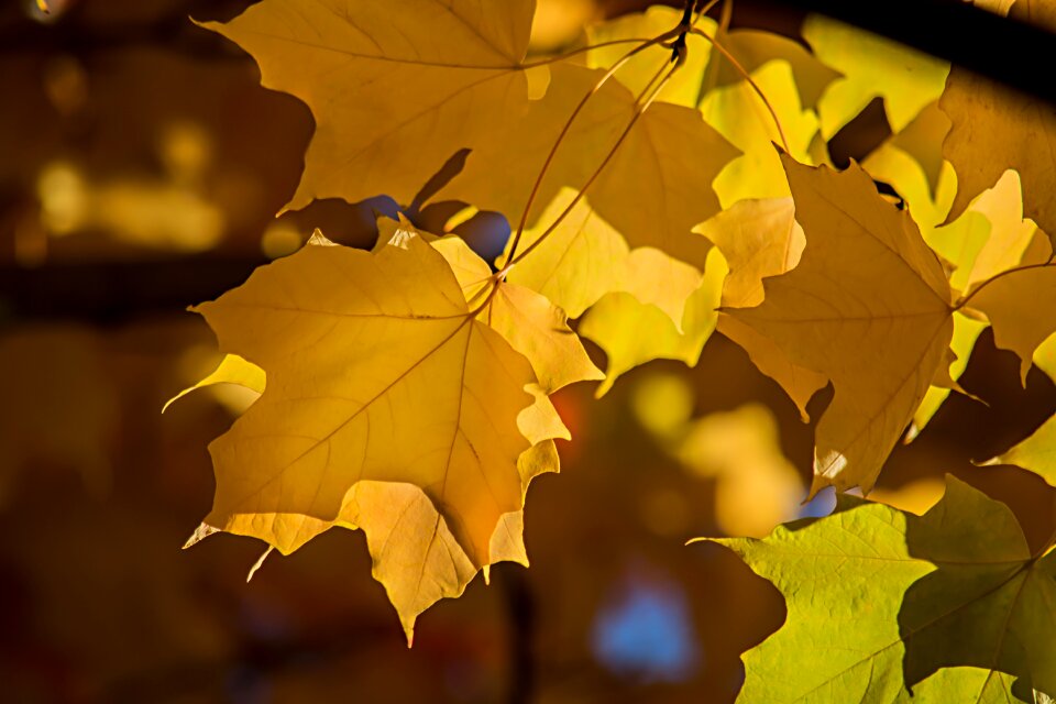 Fall maple tree colorful
