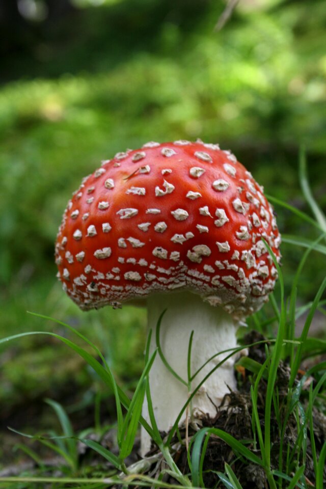 Toxic spotted forest floor
