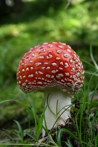 Toxic spotted forest floor