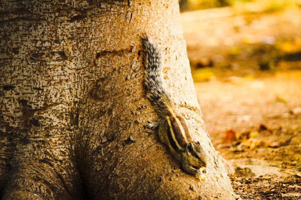 Nature wildlife cute