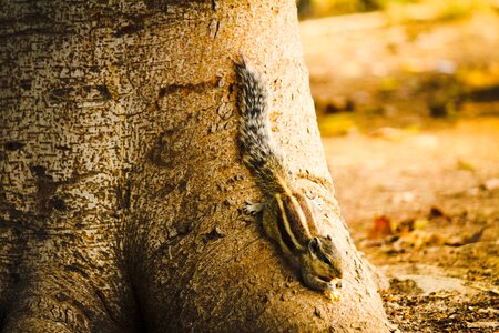 Nature wildlife cute