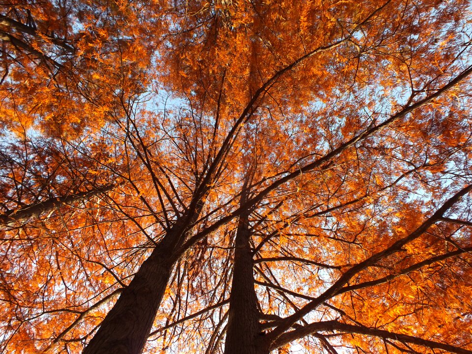 Leaves landscape sunny photo