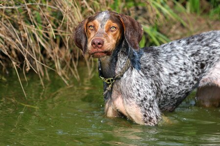 Hunting dog dog water