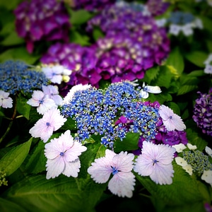 Close up rainy season purple flowers photo