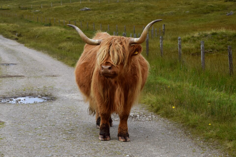 Scotland animal mountain cows