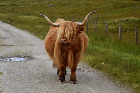 Scotland animal mountain cows