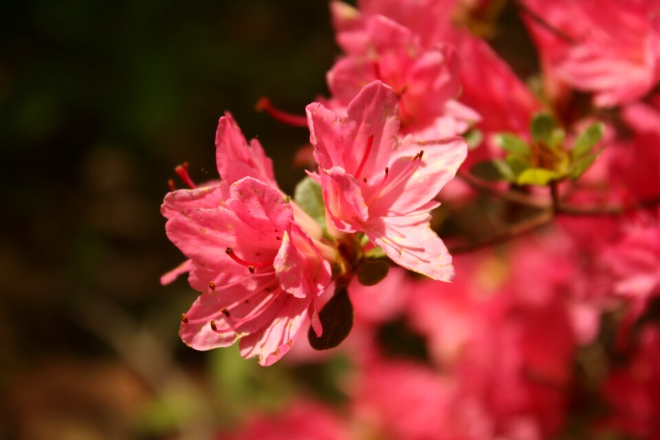 Bloom blooming blossom