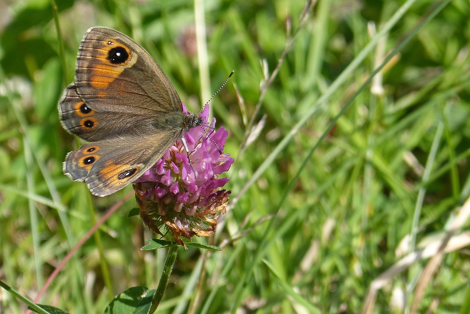 Lasiommata maera red clover wing top