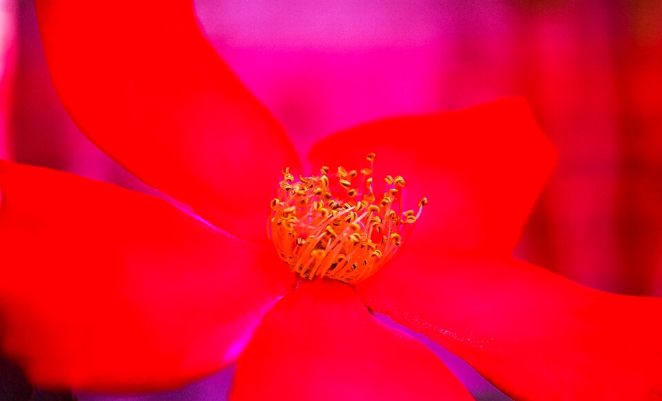 Flowers red rose color