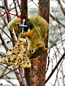 Nature wild animals