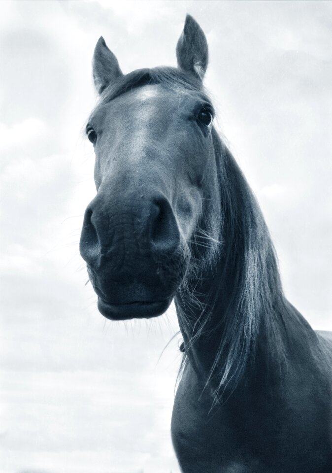 Horse black and white from the bottom