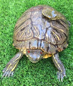 Turtle of water amphibious animals