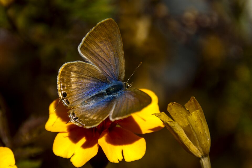 Autumn leaves autumn butterfly