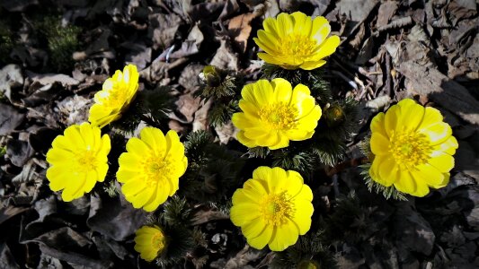 Change yellow flowers multiple seconds photo