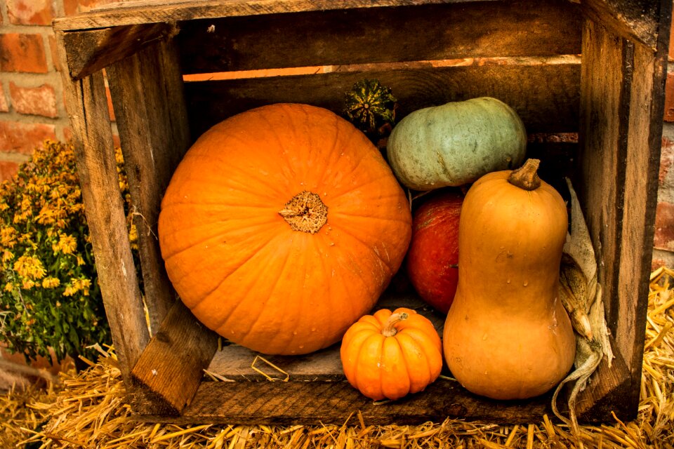 Halloween orange gourd photo