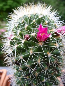 Cactus flowers cactus greenhouse close up photo