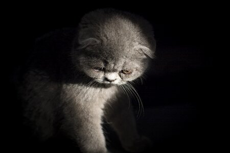 Folded ears kitten light and shadow