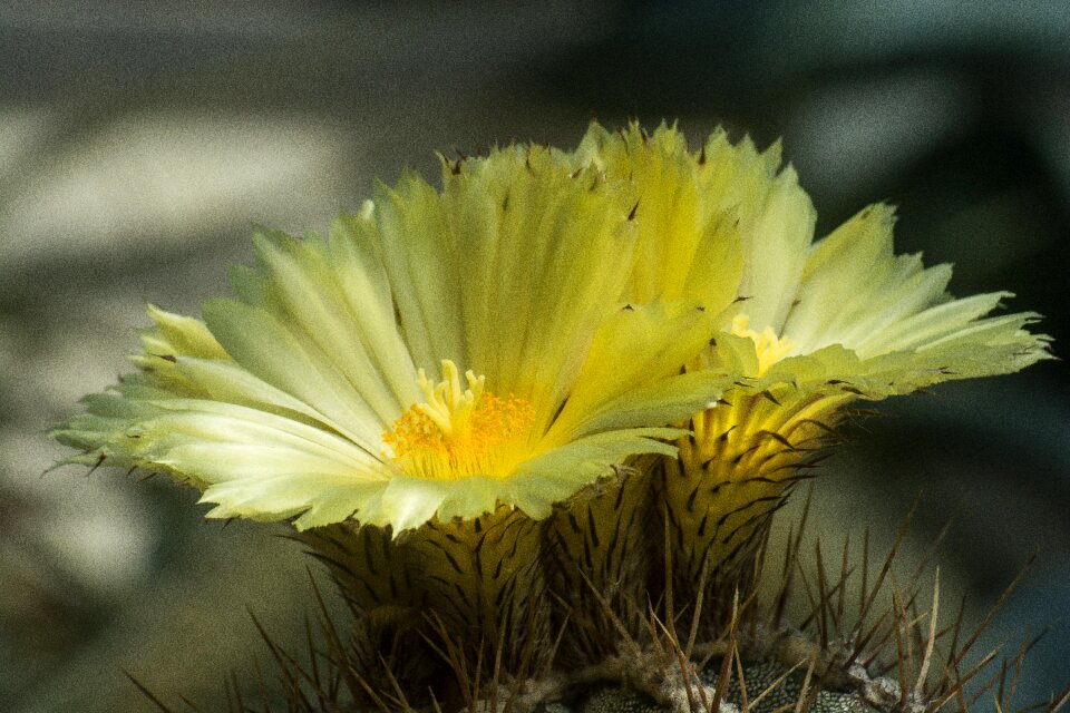 Yellow flowers cactus nature