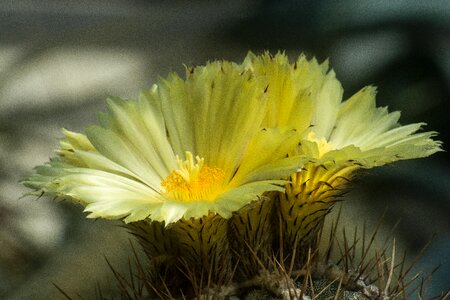 Yellow flowers cactus nature