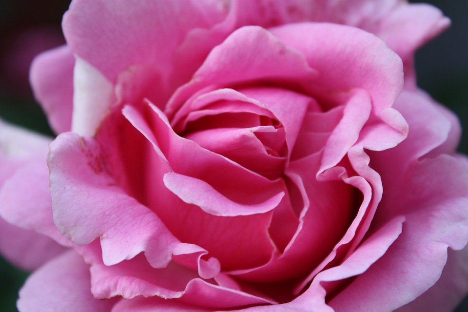 Nature blossom beautiful