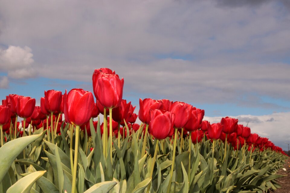 Holland netherlands nature