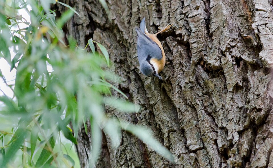 Foraging birds log