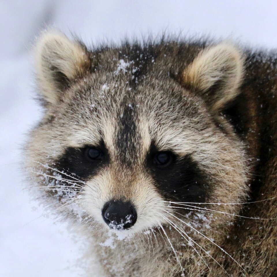 Animal wild mammal