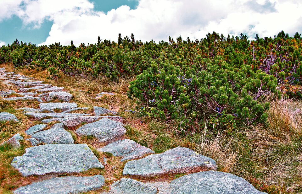 Mountain pine trail nature - Free Stock Photos | Creazilla