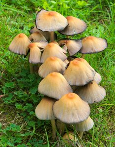Forest mushroom picking small mushroom photo