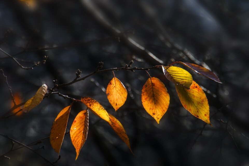 Autumn leaves autumn leaves