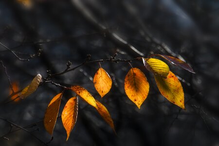 Autumn leaves autumn leaves