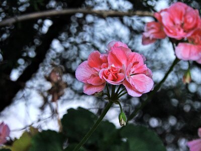 Flower pink flowers garden photo