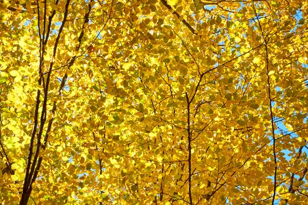 Plant nature autumn