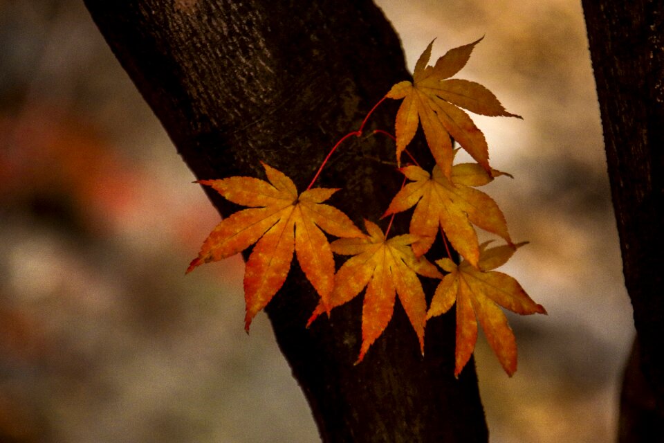 Autumn leaves autumn leaves
