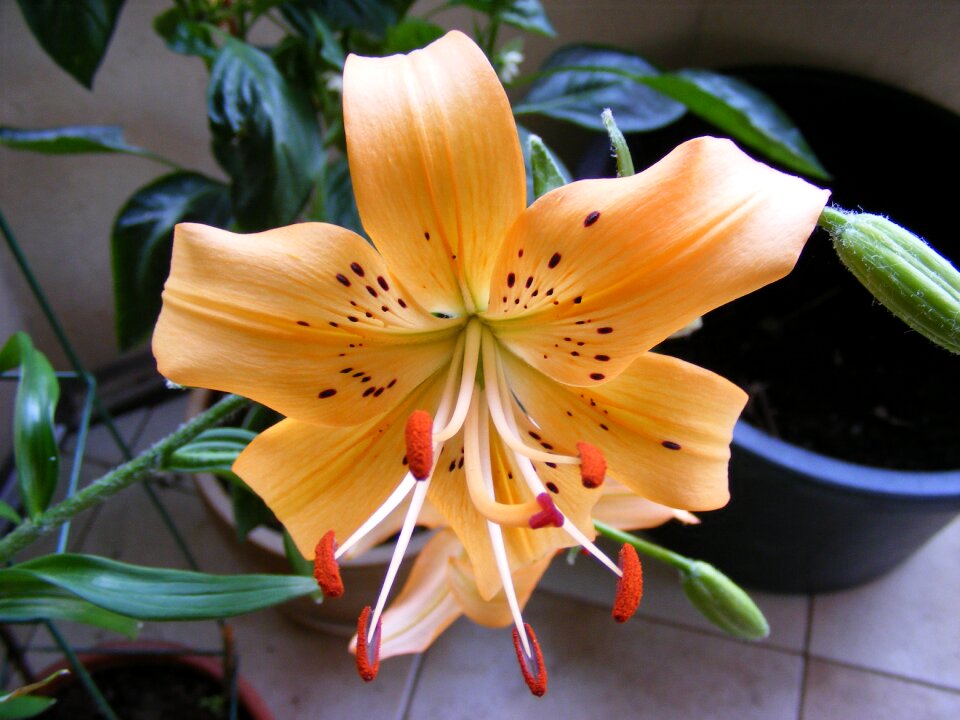 Flower rarely potted plant